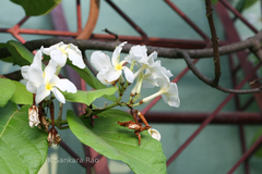 Chonemorpha fragrans